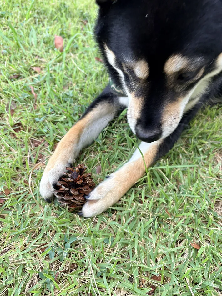 柴犬のおこげくんの画像