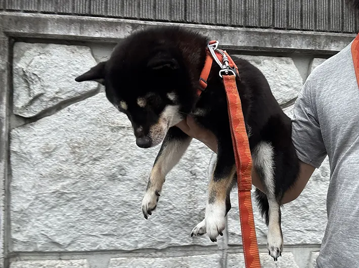 べちかさんに片手で抱かれる柴犬の画像