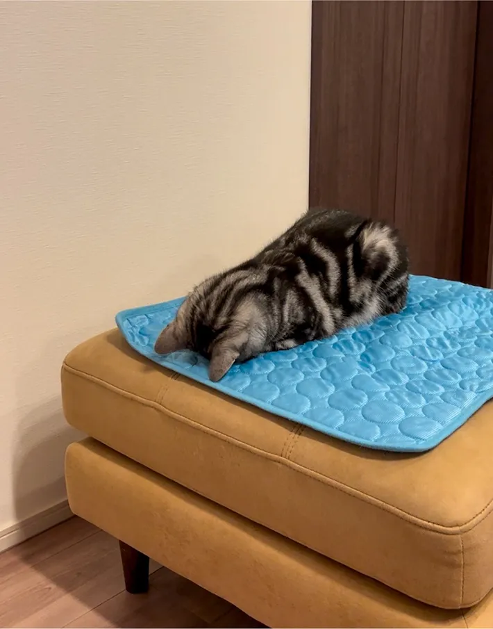 ひんやりマットにのる猫の写真
