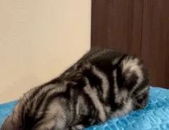 ひんやりマットにのる猫の写真