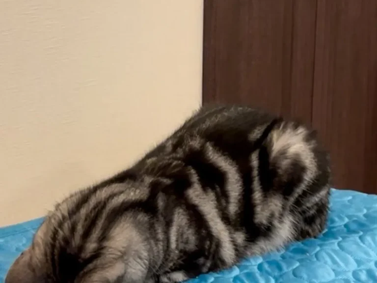ひんやりマットにのる猫の写真