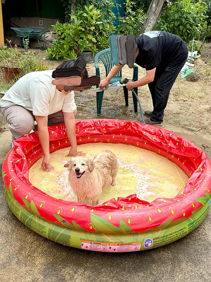 プールに入っている犬の画像