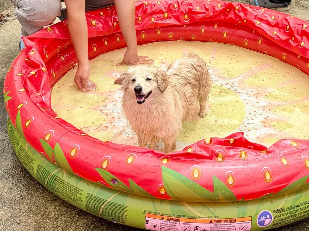 プール遊びをする犬の画像