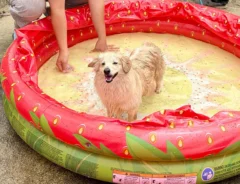 プール遊びをする犬の画像