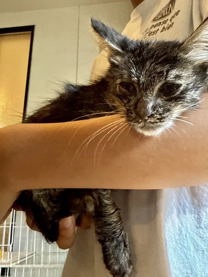 弱っている子猫の写真