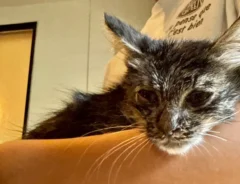 弱っている子猫の画像