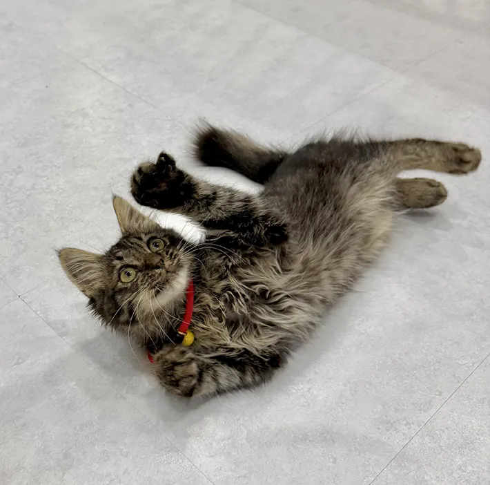 元気になった子猫の写真