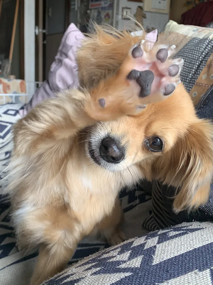 犬の写真