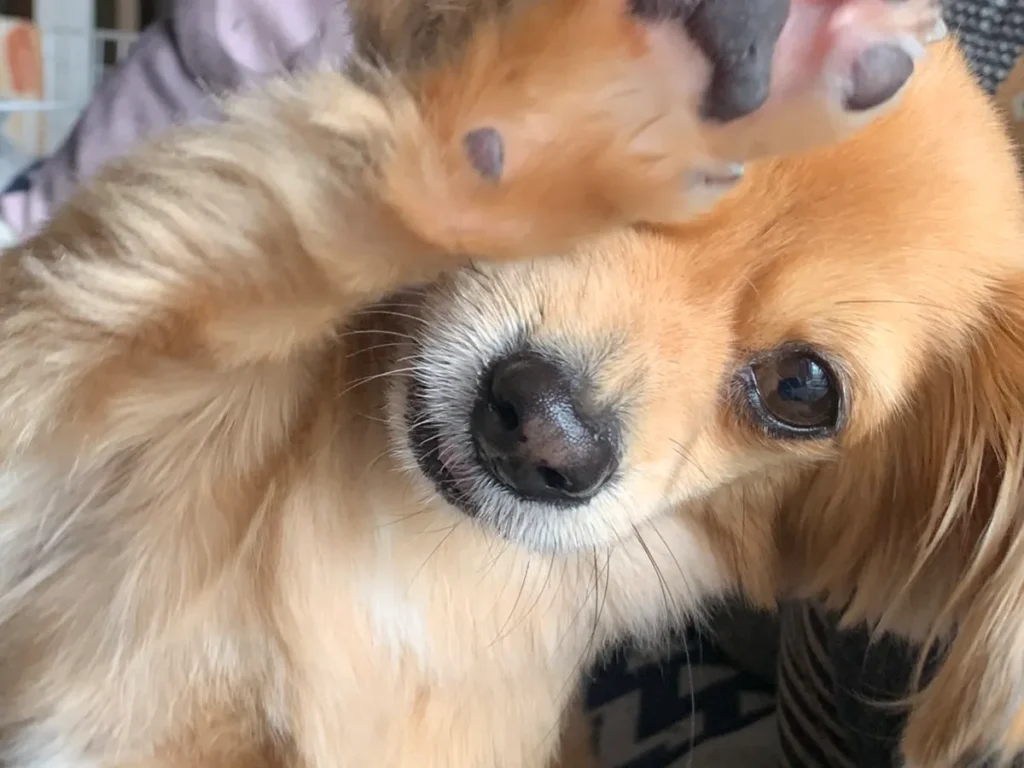 犬の写真