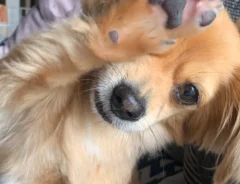犬の写真
