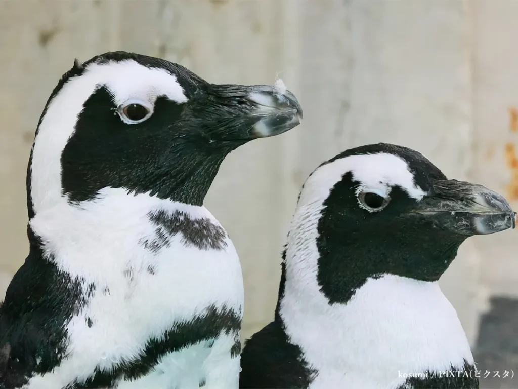 ペンギンのイメージ写真