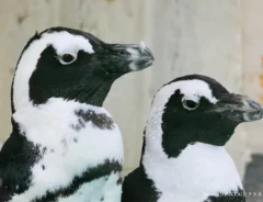 ペンギンのイメージ写真