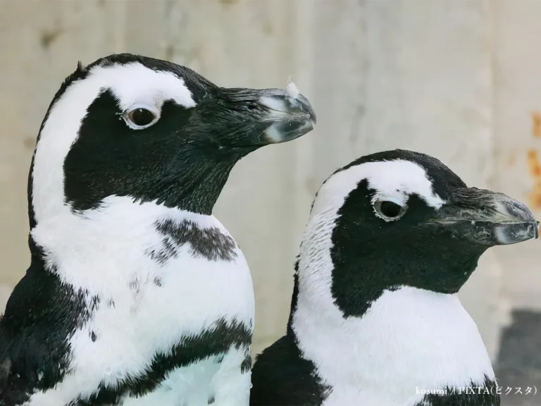 ペンギンのイメージ写真