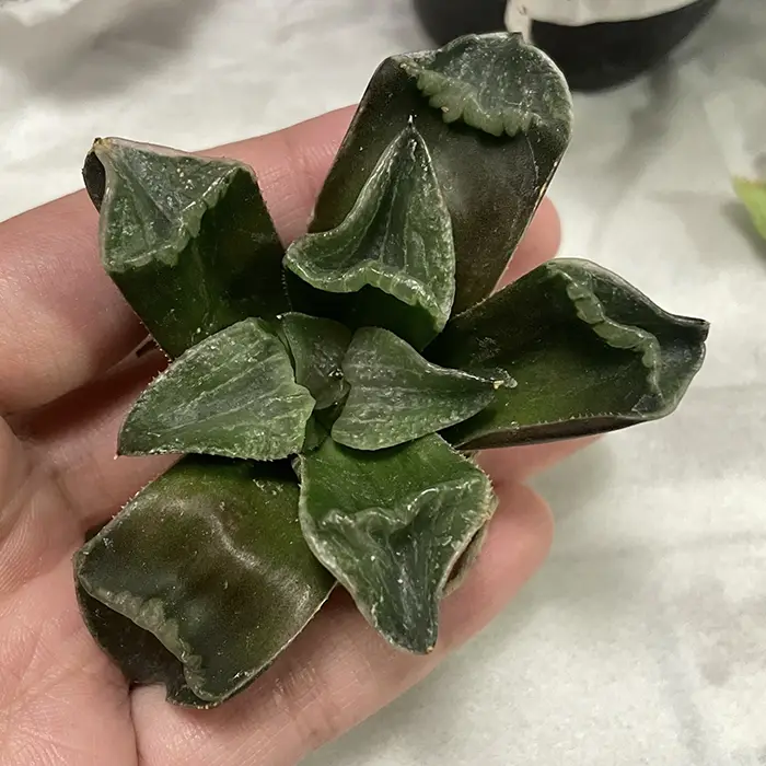 カピカピになった植物の写真
