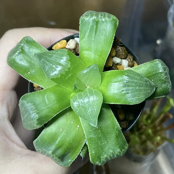 みずみずしい植物の写真