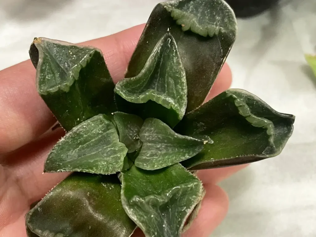カピカピになった植物の写真