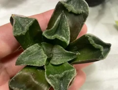 カピカピになった植物の写真