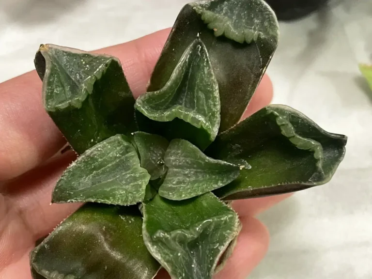 カピカピになった植物の写真