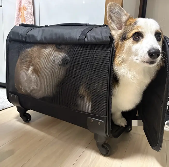 ペットキャリーに入るコーギーの写真