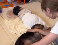 犬と赤ちゃんと母親の写真