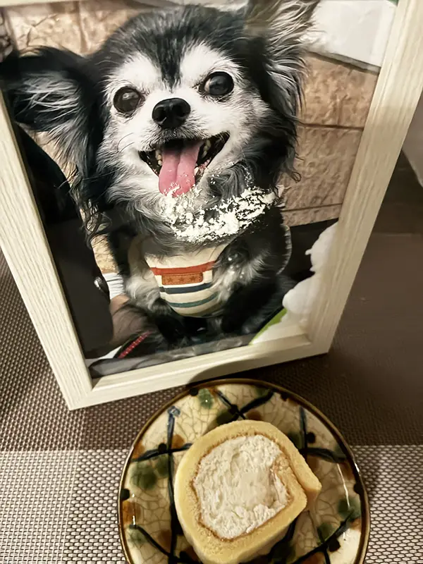 チワワの遺影とお供え物のケーキの写真