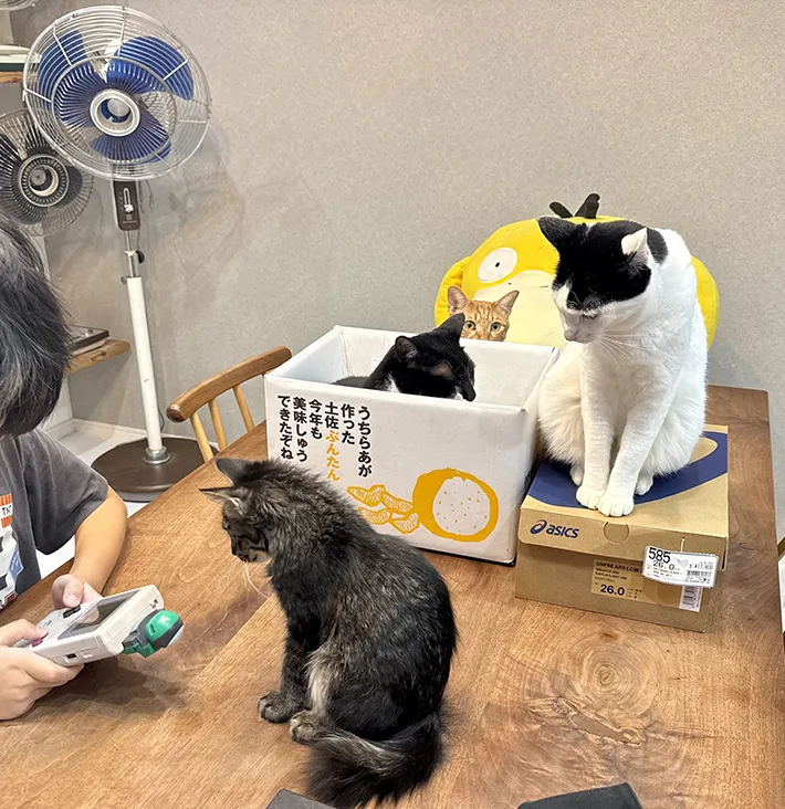 『ゲームボーイ』をする9歳の男の子を見る猫たちの画像
