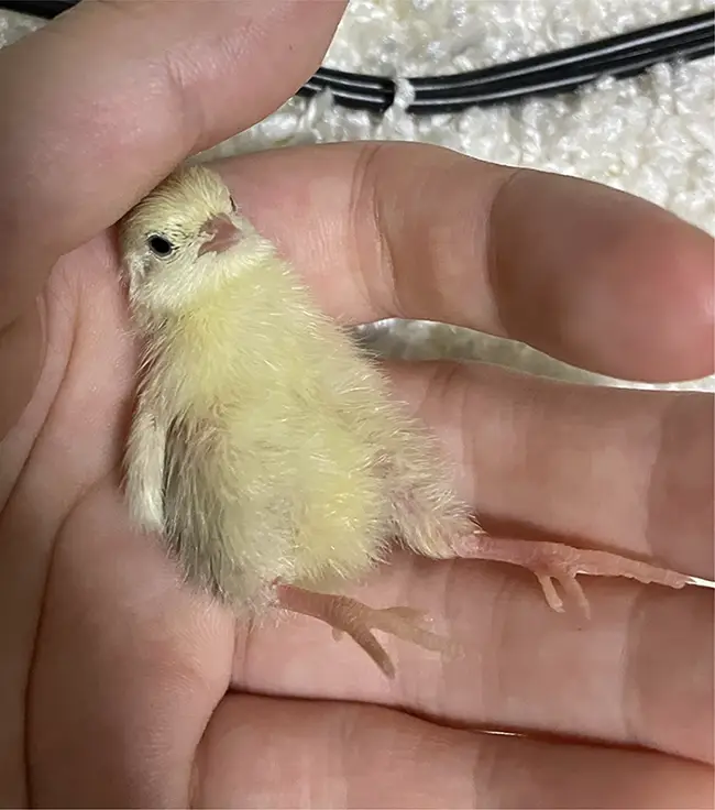 手のひらの上でくつろぐヒメウズラの写真