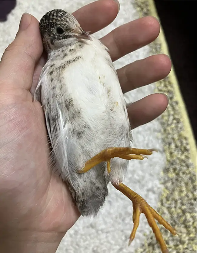 手のひらの上でくつろぐヒメウズラの写真