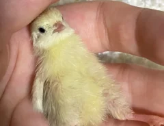 手のひらの上でくつろぐヒメウズラの写真
