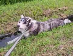 用水路に浸かる秋田犬の写真