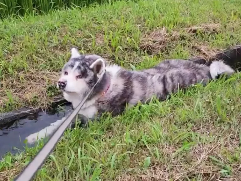 用水路に浸かる秋田犬の写真