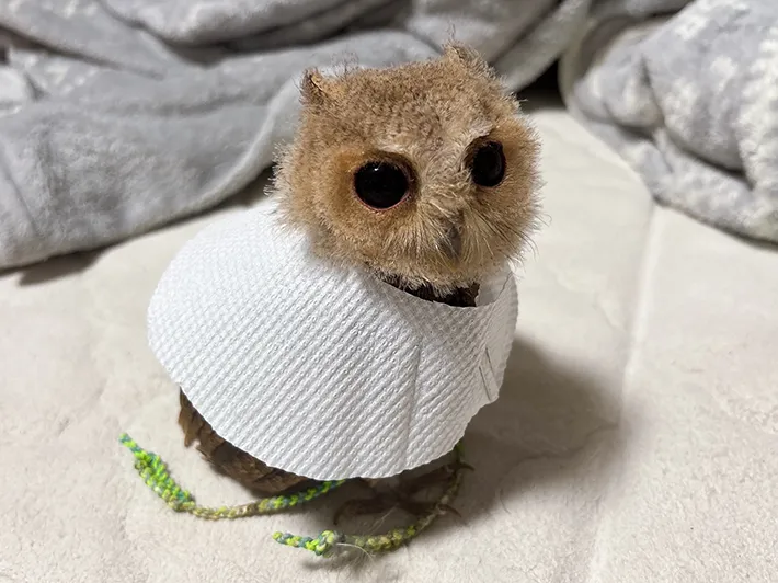 コノハズクの写真