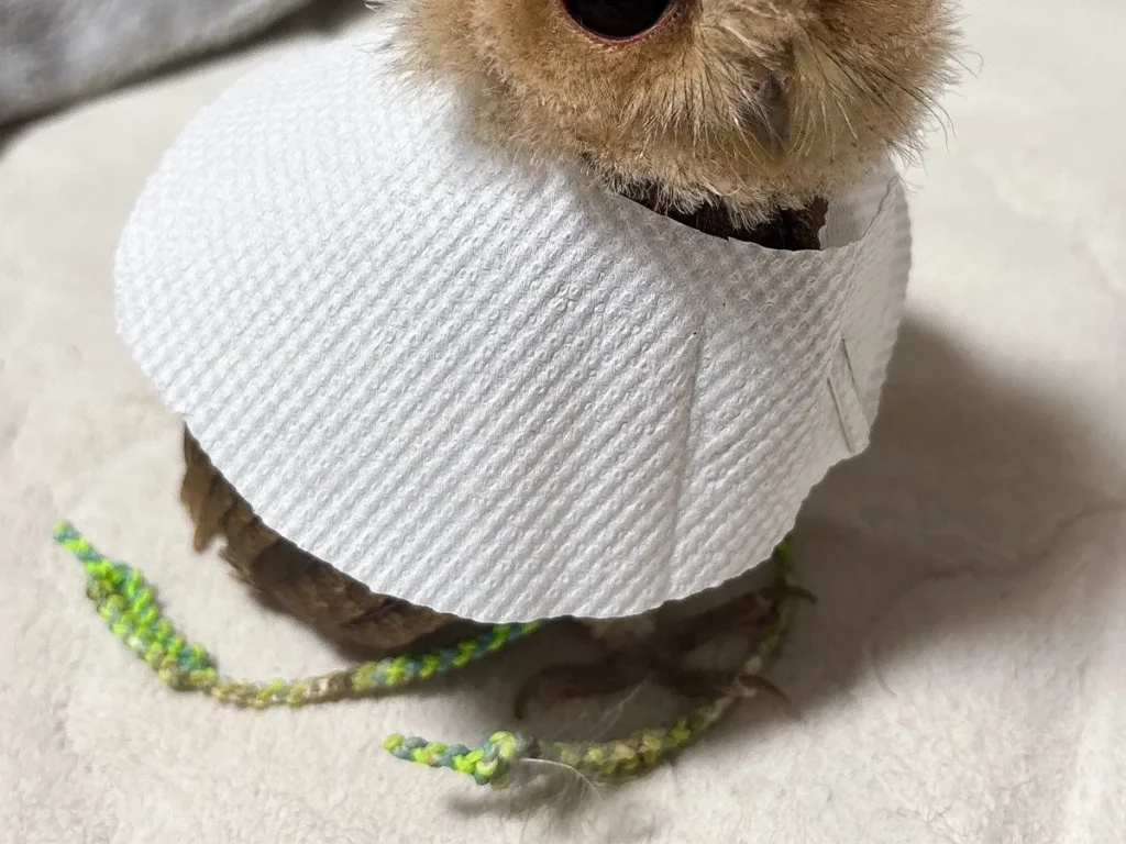 コノハズクの写真