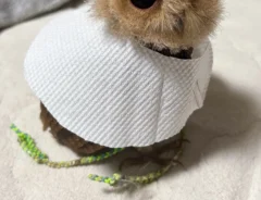 コノハズクの写真