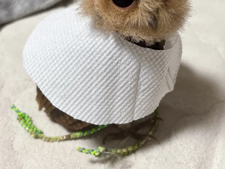 コノハズクの写真