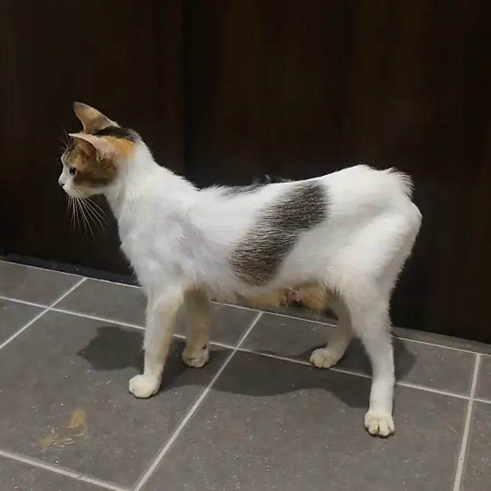 ガリガリに痩せた野良猫時代のマリリンちゃんの画像