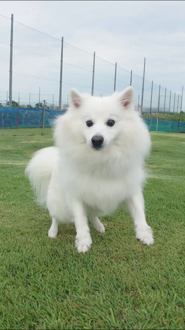 『おやつキャッチ』に成功する犬の画像