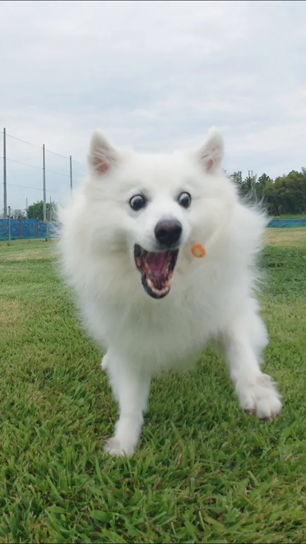 『おやつキャッチ』に失敗する犬の画像