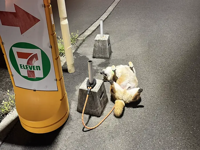 セブン-イレブンの看板の前で仰向けになる柴犬の写真