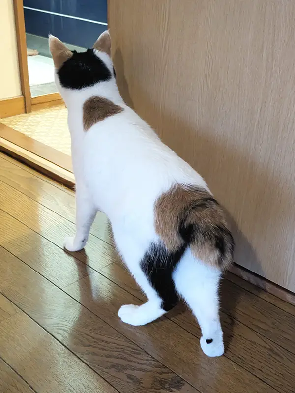 ビビりながら風呂場を眺める猫の写真