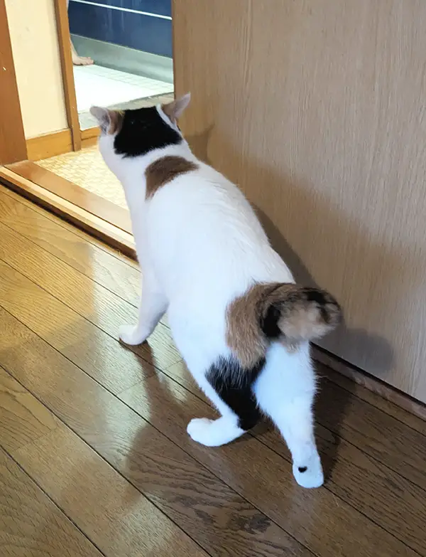 ビビりながら風呂場を眺める猫の写真