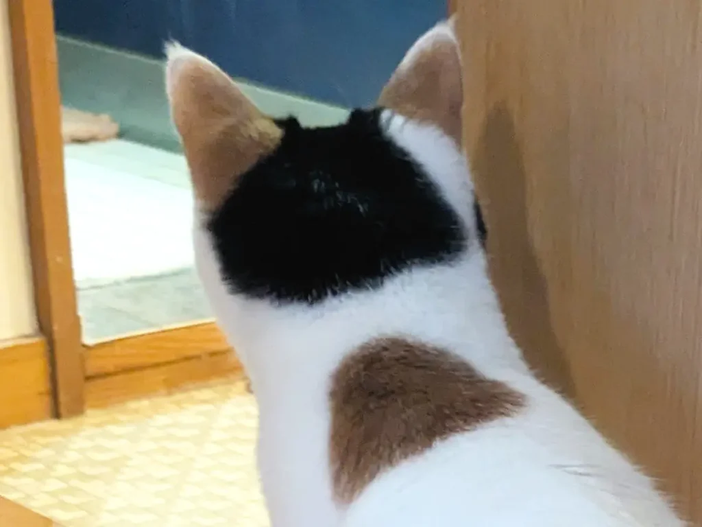 ビビりながら風呂場を眺める猫の写真
