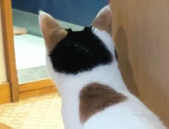 ビビりながら風呂場を眺める猫の写真