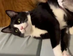 ドヤ顔をする猫の画像