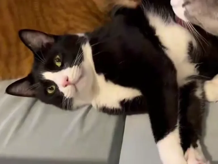 ドヤ顔をする猫の画像