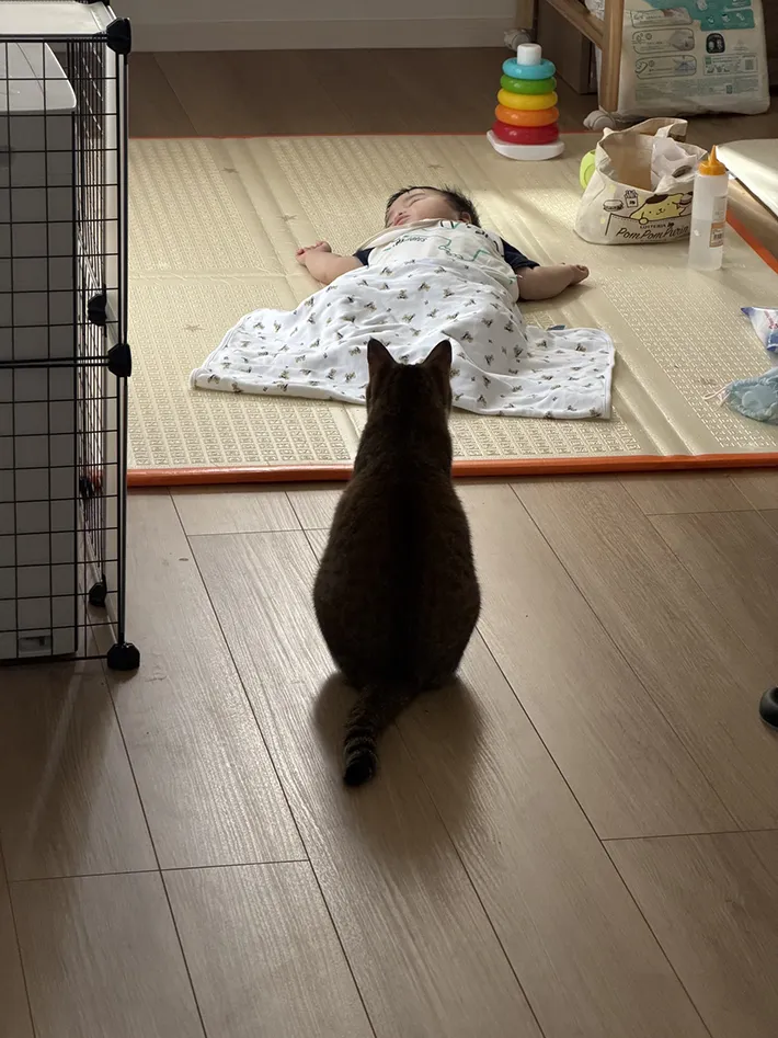 猫と赤ちゃんの写真