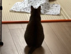猫と赤ちゃんの写真