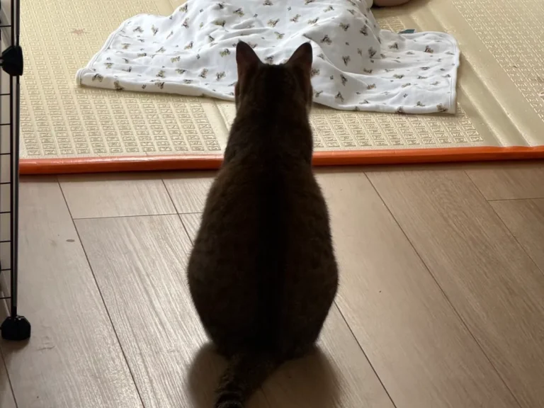 猫と赤ちゃんの写真