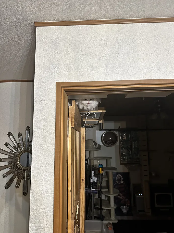 暗い部屋でキャットウォークの上から飼い主に挨拶をする猫の画像