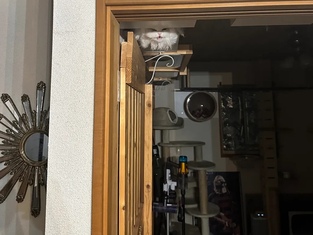 暗い部屋でキャットウォークの上から飼い主に挨拶をする猫の画像